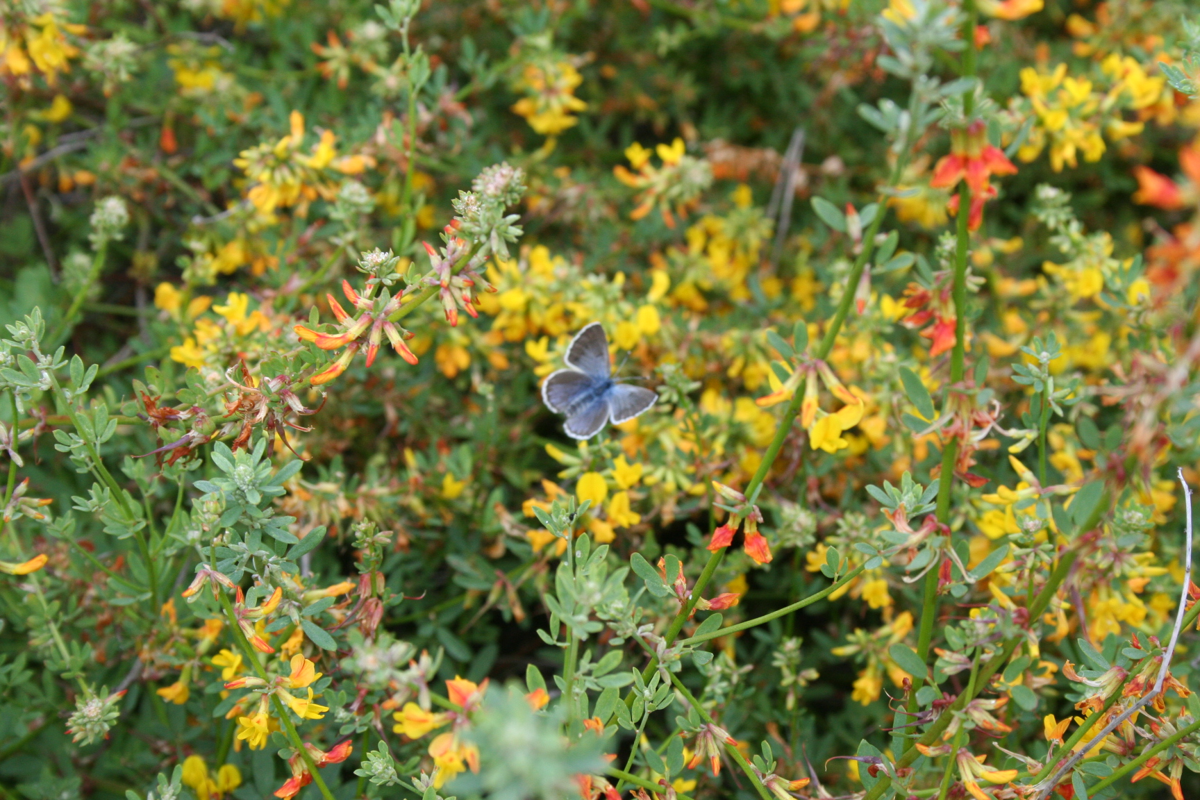 Palos Verdes blue butterfly FWS.gov